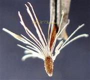  Cypsela with pappus